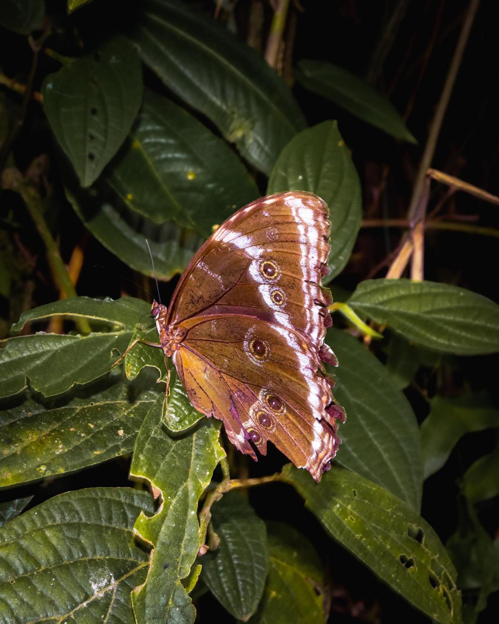 Pousada Velho Chico Vargem Bonita Exteriér fotografie